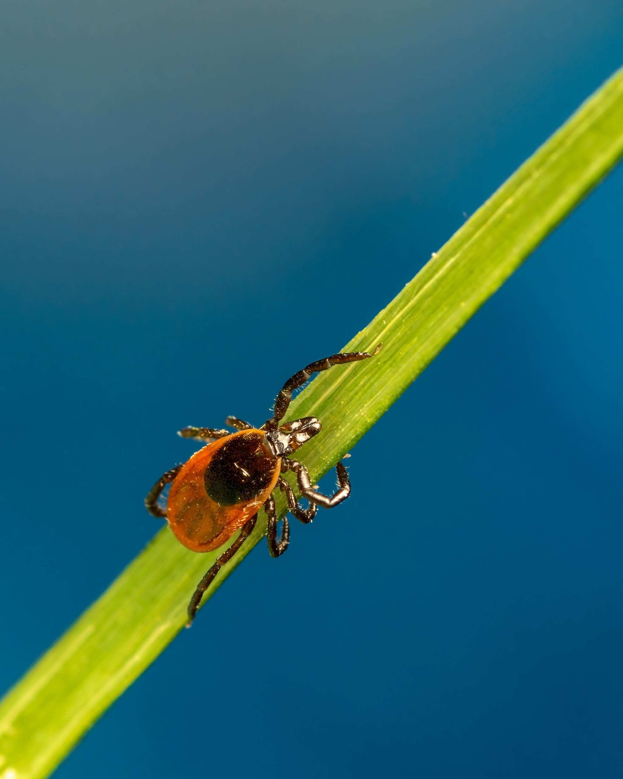 Close-up of a tick, a brown insect with an oval-shaped body, eight legs, and pincers, on grass stalk