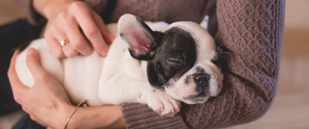 A woman in a sweater and blue jeans holds sleeping black and white French bulldog puppy