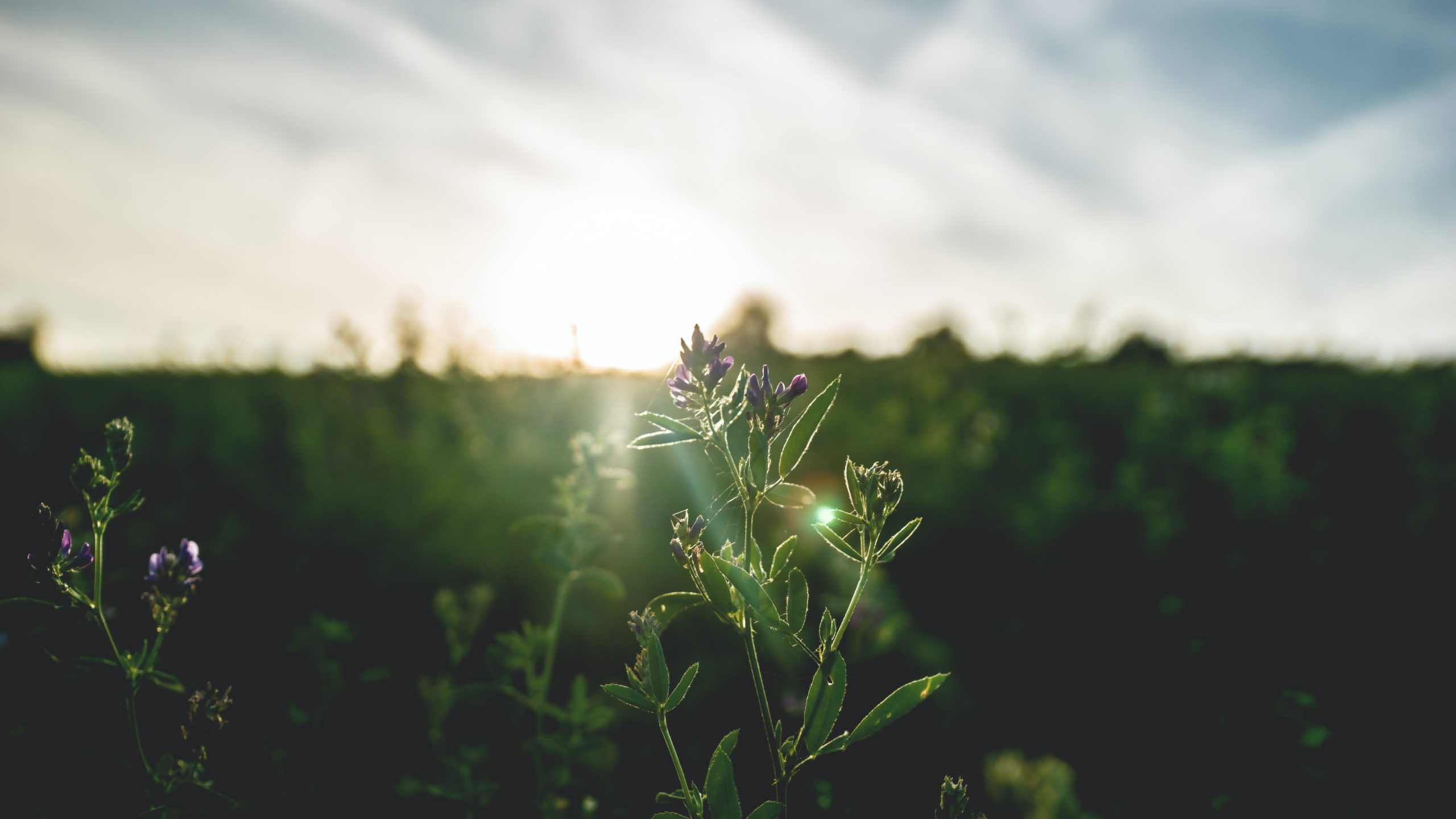 Small purple flowers are lit by the sun rising over a field in the background