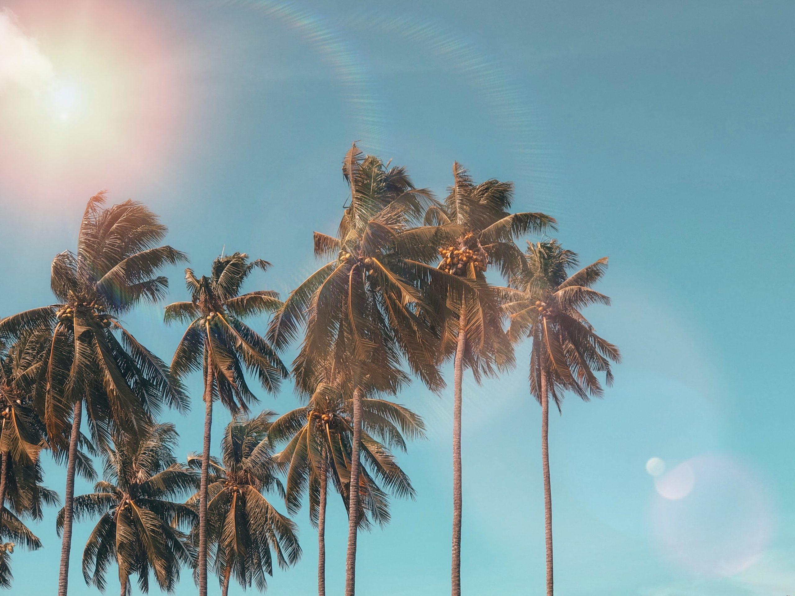 Several palm trees against bright blue sky with sun shining from the upper left, causing sun flare