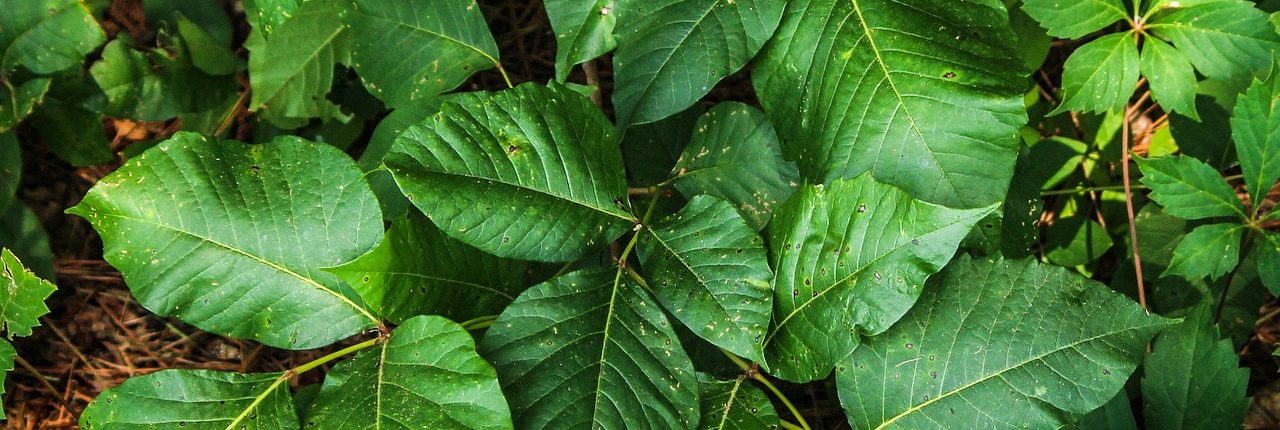 close up of poison ivy plants