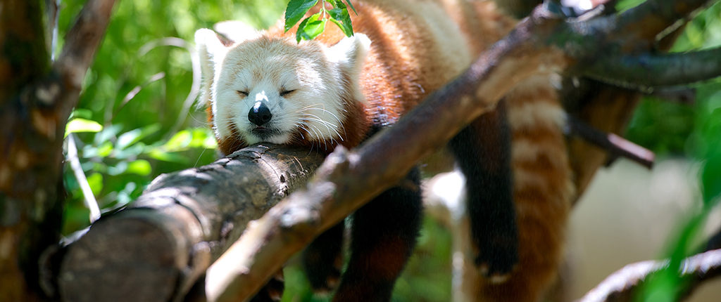 Red Panda Sleeping