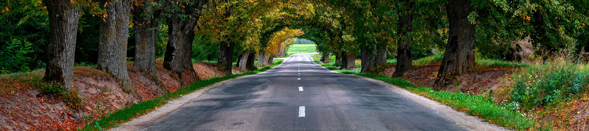 An empty road through a tunnel of trees, extending into the horizon