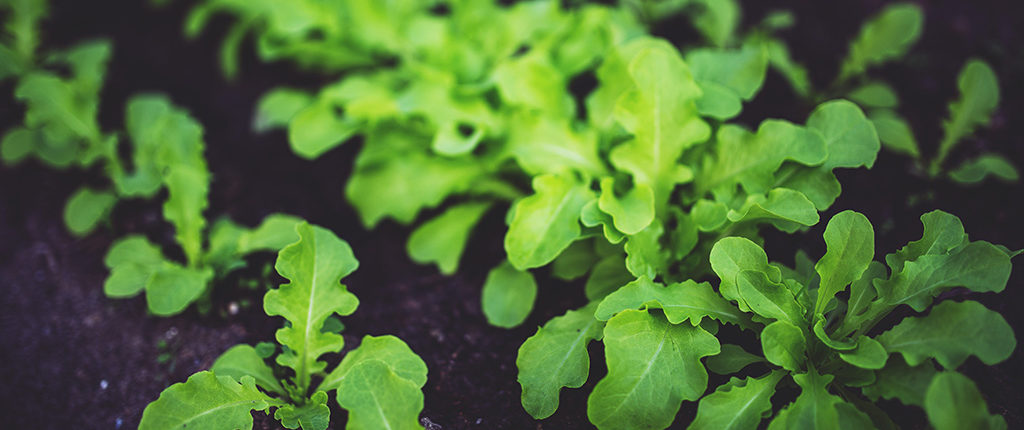 Arugula plants in soil