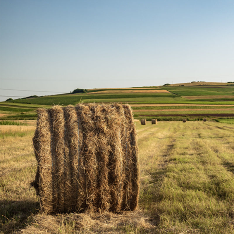 Rural Countryside