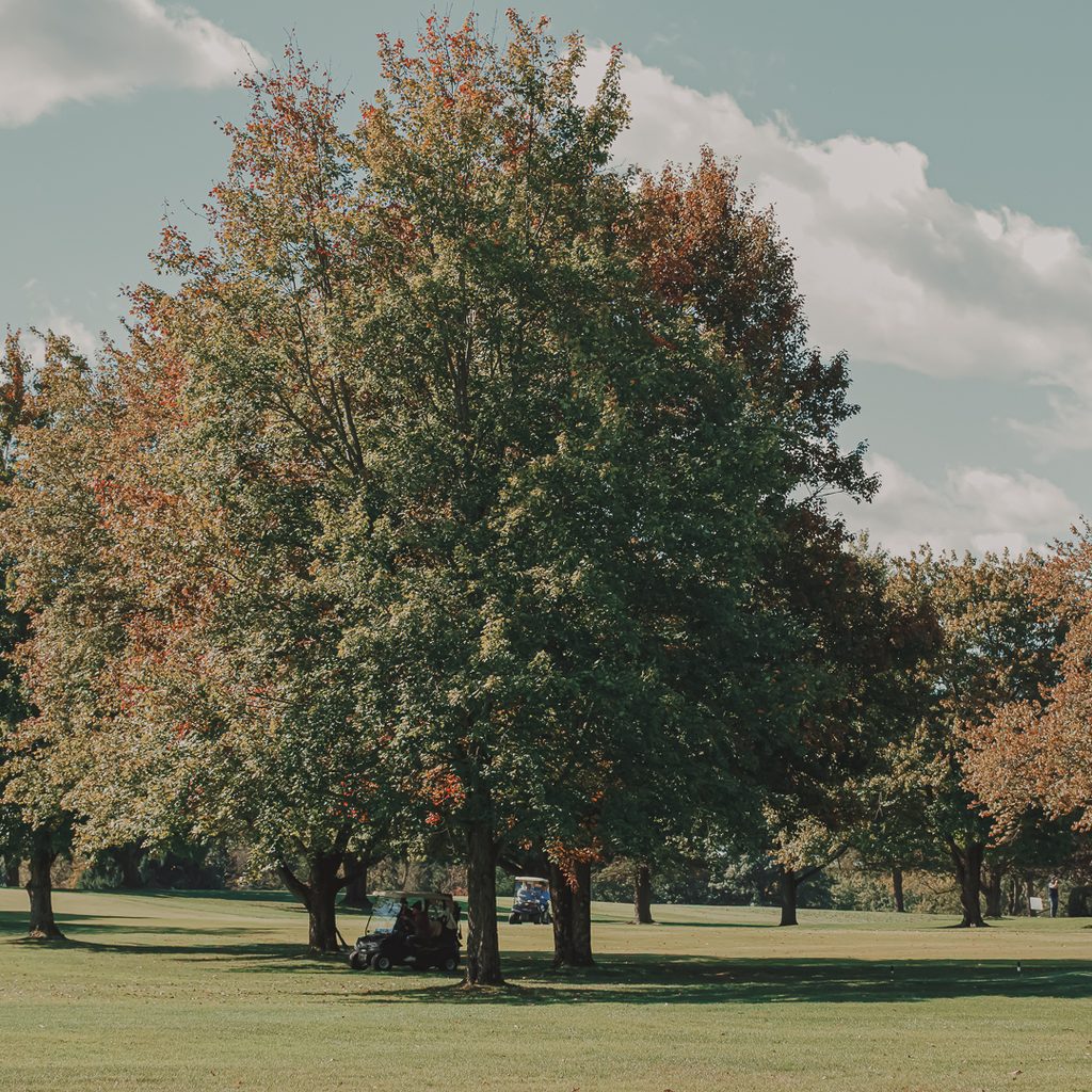 A landscape photo of one of the courses trees